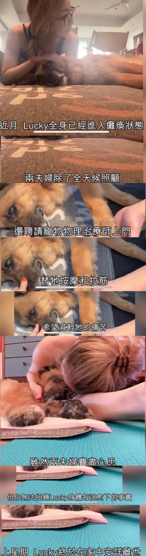 郑秀文许志安经历伤痛后更恩爱，甜蜜挽手逛超市，助男方走出爱犬离世阴霾