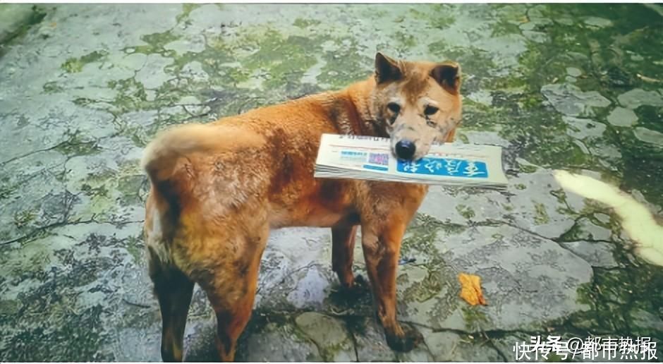 中国版《忠犬八公》最大“催泪弹” —— “八筒”叼着 《重庆晚报》向家奔去 - 360娱乐,你开心就好
